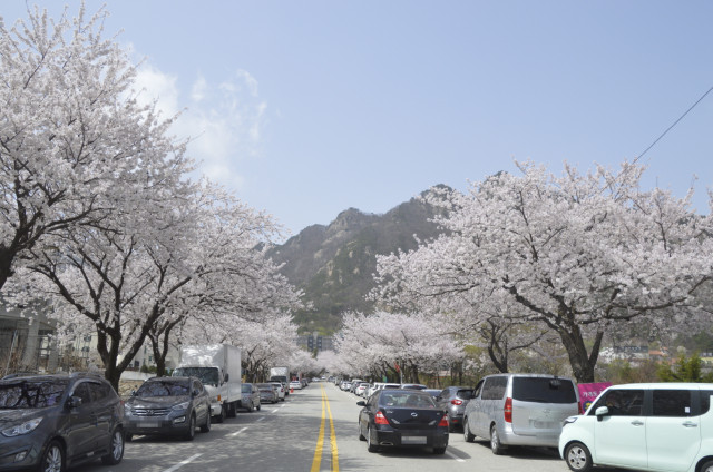 수정됨_계룡산 벚꽃 풍경 자료 사진.jpg
